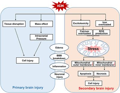 Mitochondria: Novel Mechanisms and Therapeutic Targets for Secondary Brain Injury After Intracerebral Hemorrhage